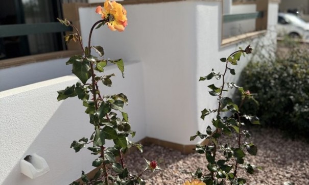 Resale - Wohnung Appartement -
Orihuela Costa