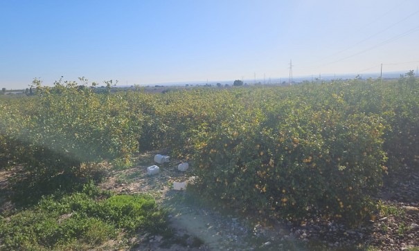 Revente - Parcelle Terrain -
Albatera