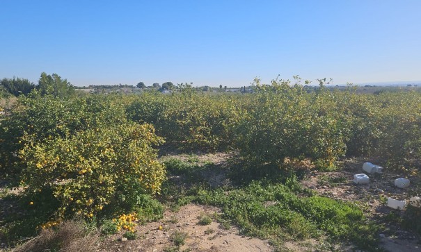 Revente - Parcelle Terrain -
Albatera