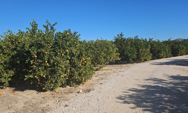 Återförsäljning - Finca lantlig egendom -
Albatera