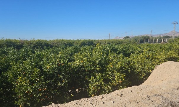 Återförsäljning - Finca lantlig egendom -
Albatera