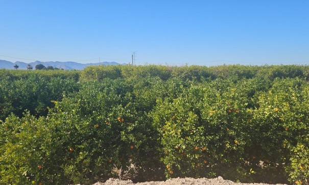 Återförsäljning - Finca lantlig egendom -
Albatera