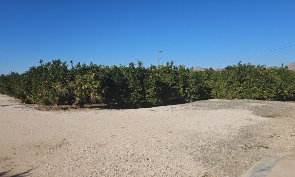 Återförsäljning - Finca lantlig egendom -
Albatera