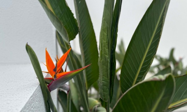 Sprzedaż - Willa wolnostojąca -
Torrevieja - Los Balcones - Los Altos del Edén