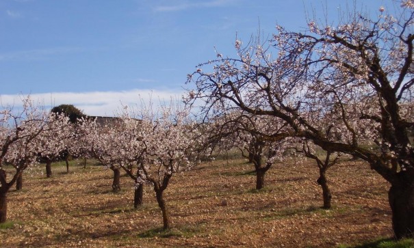 Sale - Detached Villa -
Caravaca de la cruz - Caravaca de la Cruz