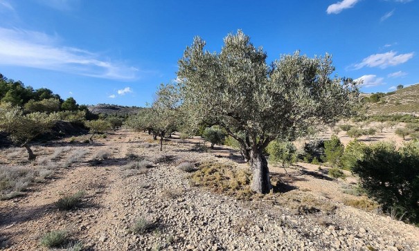 Herverkoop - Finca Landelijk pand -
Villena