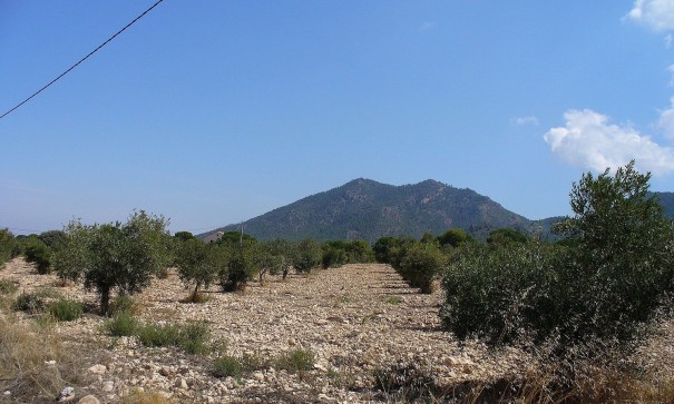 Återförsäljning - Vomt Mark -
Biar