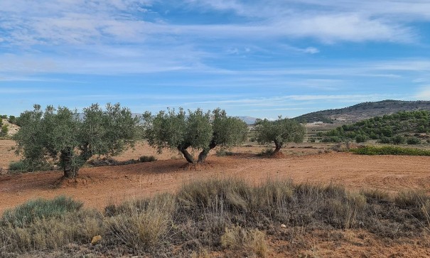 Sale - Plot Land -
Pinoso