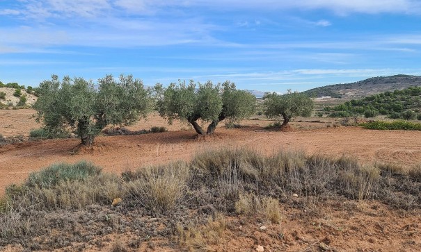 Sale - Plot Land -
Pinoso