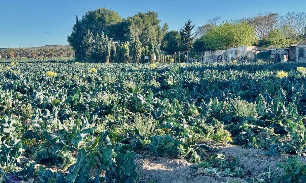 Resale - Freistehende Villa -
Guardamar del Segura