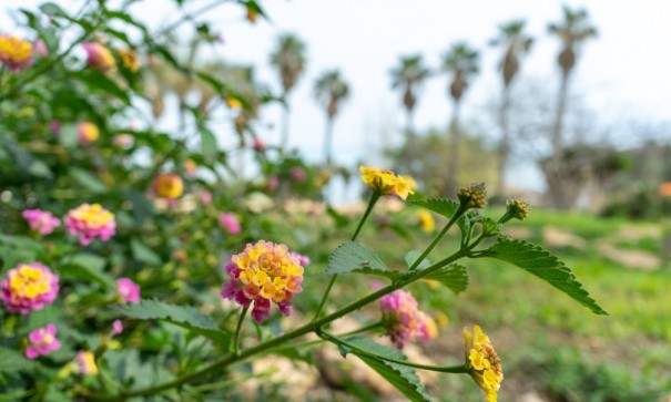 Sale - Detached Villa -
Torrevieja - Los altos