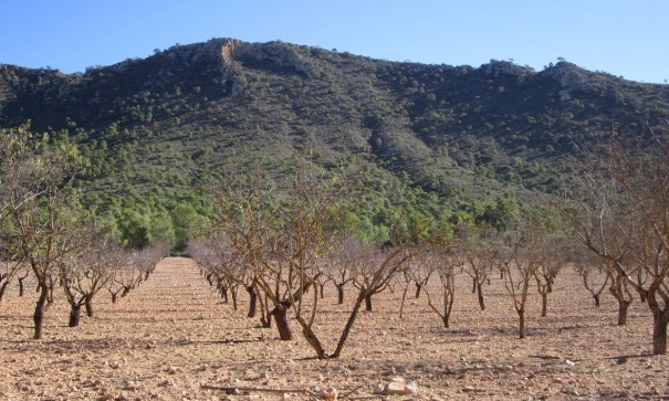 Herverkoop - Perceel Grond -
Yecla