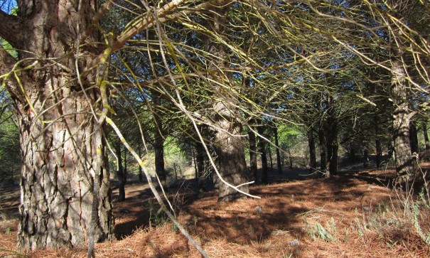 Herverkoop - Perceel Grond -
Yecla