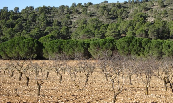 Herverkoop - Perceel Grond -
Yecla