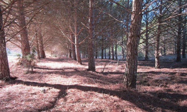 Herverkoop - Perceel Grond -
Yecla