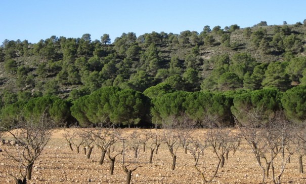 Herverkoop - Perceel Grond -
Yecla