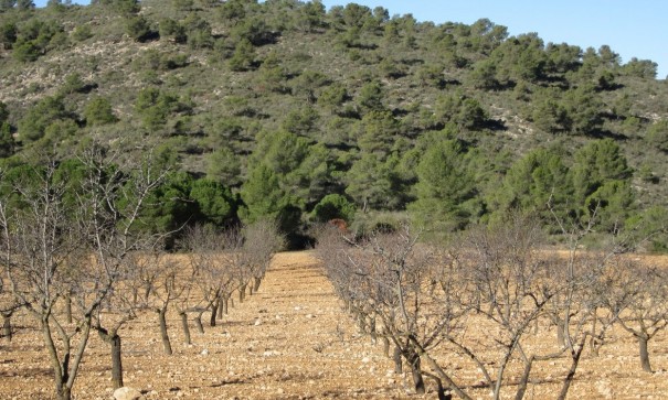 Herverkoop - Perceel Grond -
Yecla