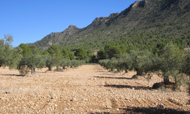 Revente - Parcelle Terrain -
Yecla