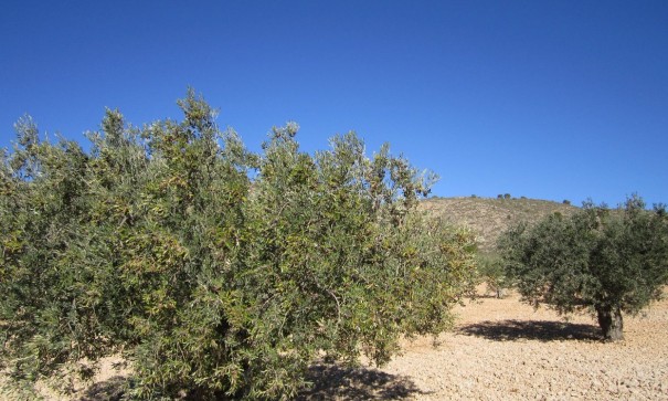 Revente - Parcelle Terrain -
Yecla