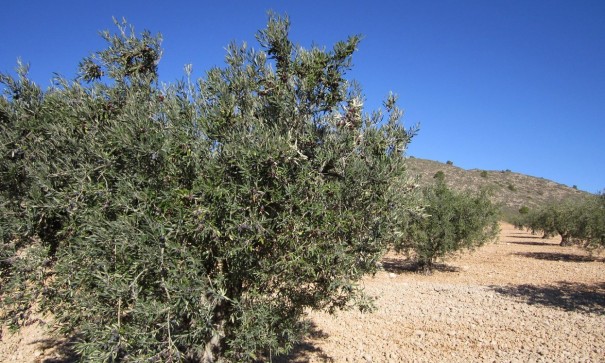 Revente - Parcelle Terrain -
Yecla