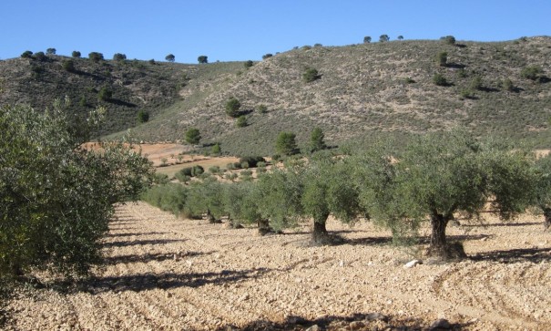 Återförsäljning - Vomt Mark -
Yecla