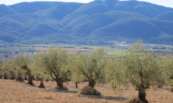 Återförsäljning - Vomt Mark -
Yecla