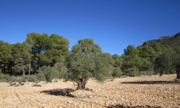 Återförsäljning - Vomt Mark -
Yecla