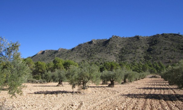 Återförsäljning - Vomt Mark -
Yecla
