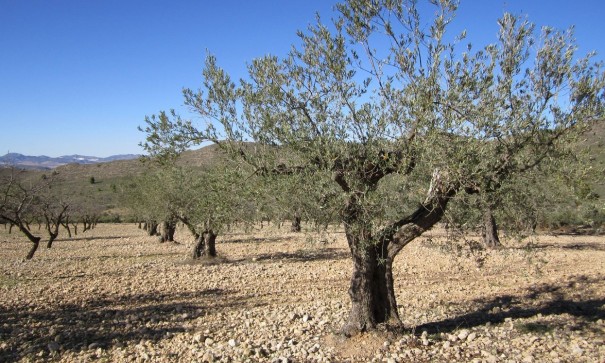 Återförsäljning - Vomt Mark -
Yecla