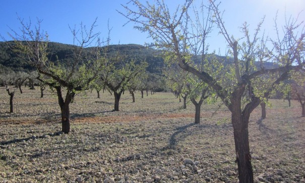 Återförsäljning - Vomt Mark -
Yecla