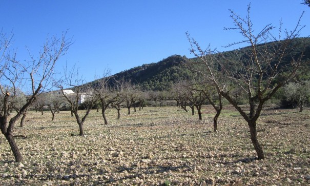 Återförsäljning - Vomt Mark -
Yecla