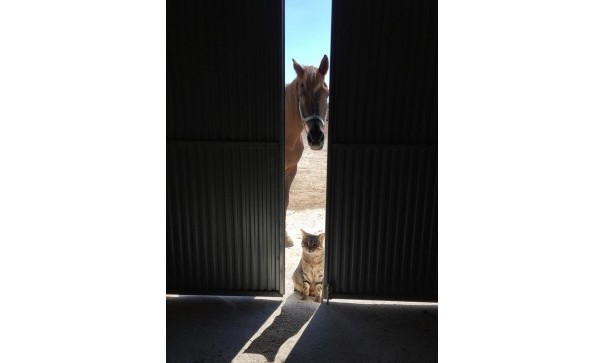 Venta - Chalet Independiente -
Torre del Rico - Torre Del Rico