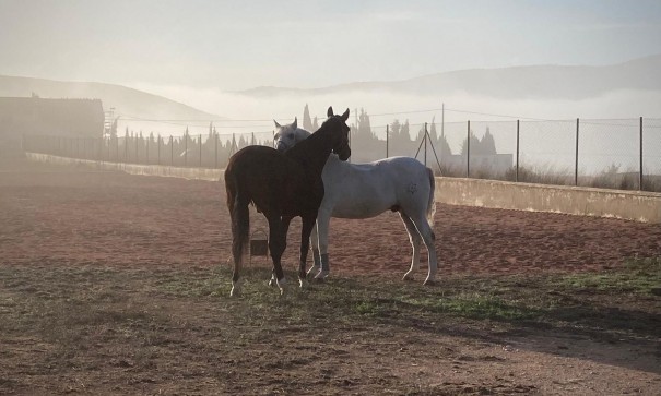 Venta - Chalet Independiente -
Torre del Rico - Torre Del Rico