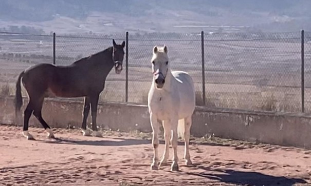 Venta - Chalet Independiente -
Torre del Rico - Torre Del Rico