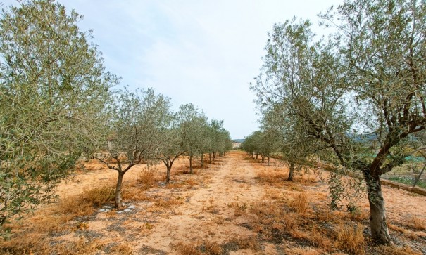 Sprzedaż - Willa wolnostojąca -
Hondón de los Fráiles