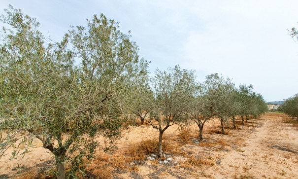 Sprzedaż - Willa wolnostojąca -
Hondón de los Fráiles