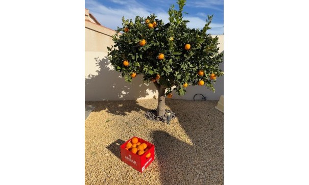 Sale - Detached Villa -
Ciudad Quesada - Rojales - Ciudad Quesada